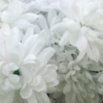 葬儀における花とは？供花や花輪の送り方やマナーを解説！